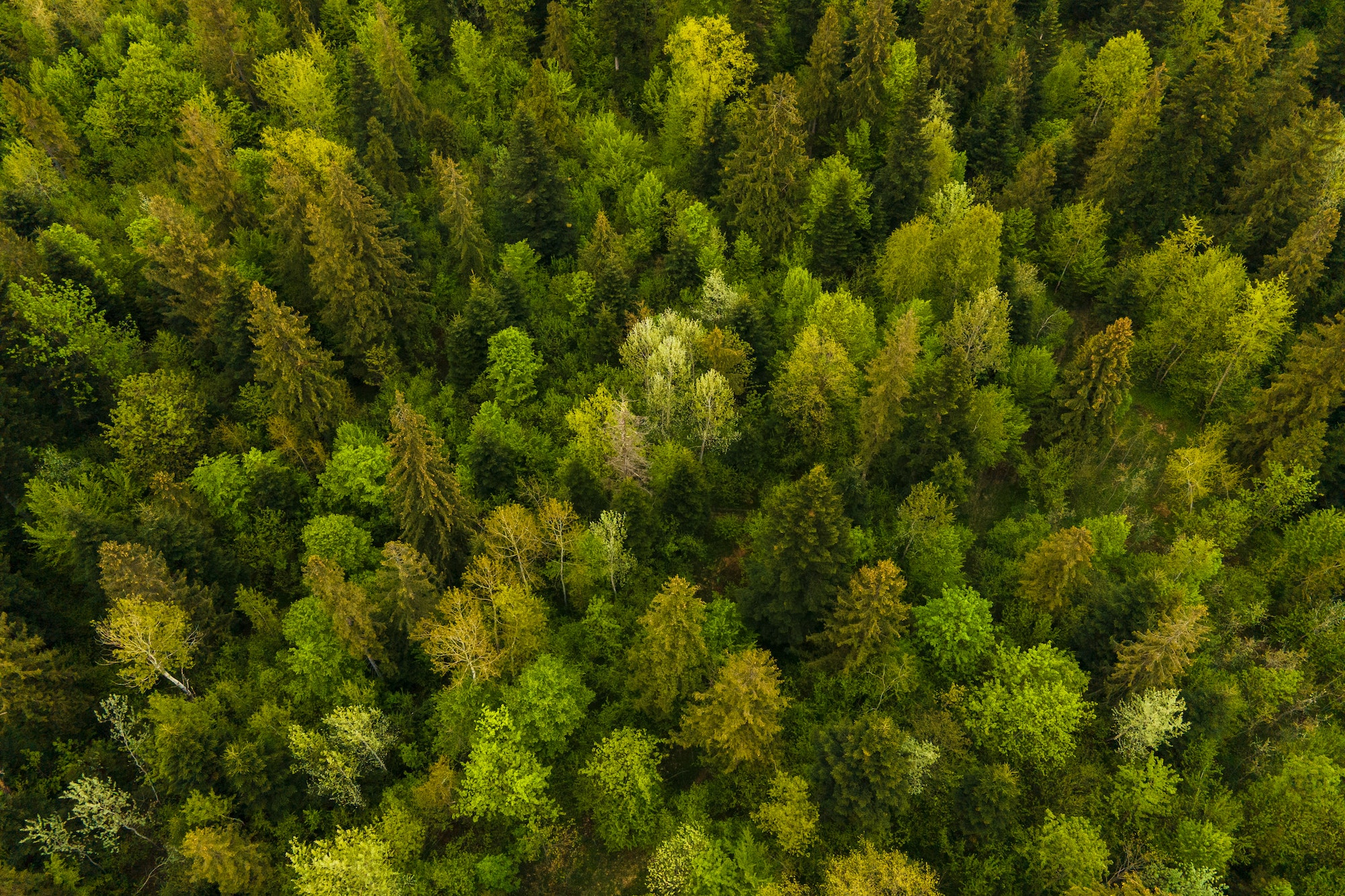 Aerial view of dark mixed pine and lush forest with green trees canopies